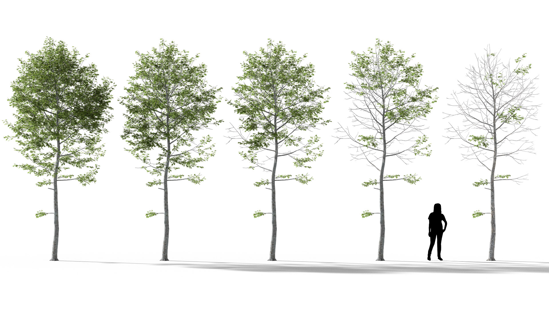 3D model of the Swamp oak Quercus palustris health variations