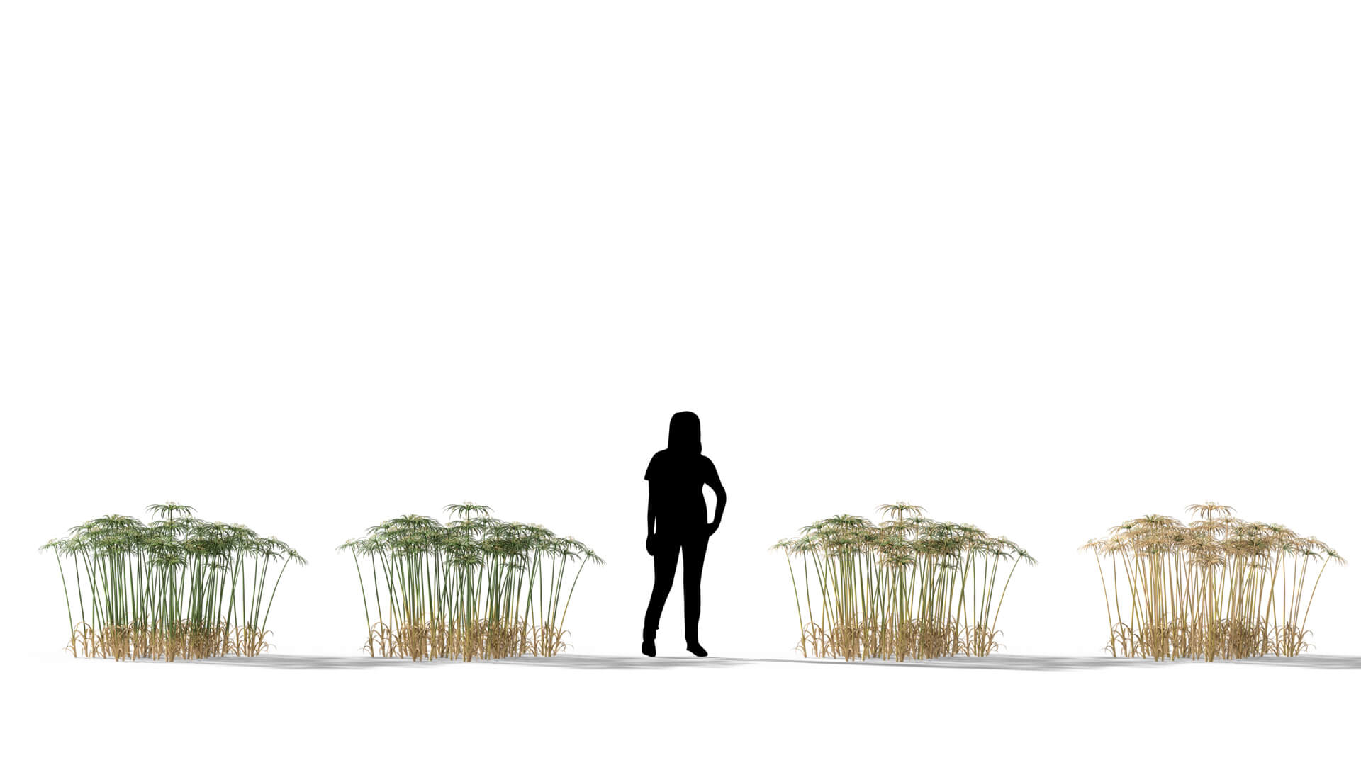 3D model of the Umbrella sedge Cyperus alternifolius health variations