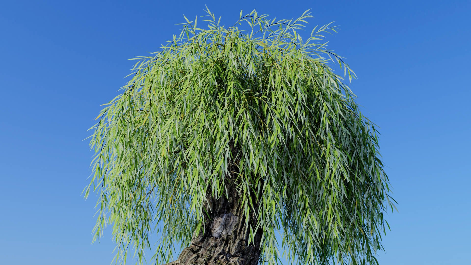 3D model of the Weeping willow pollarded Salix babylonica pollarded