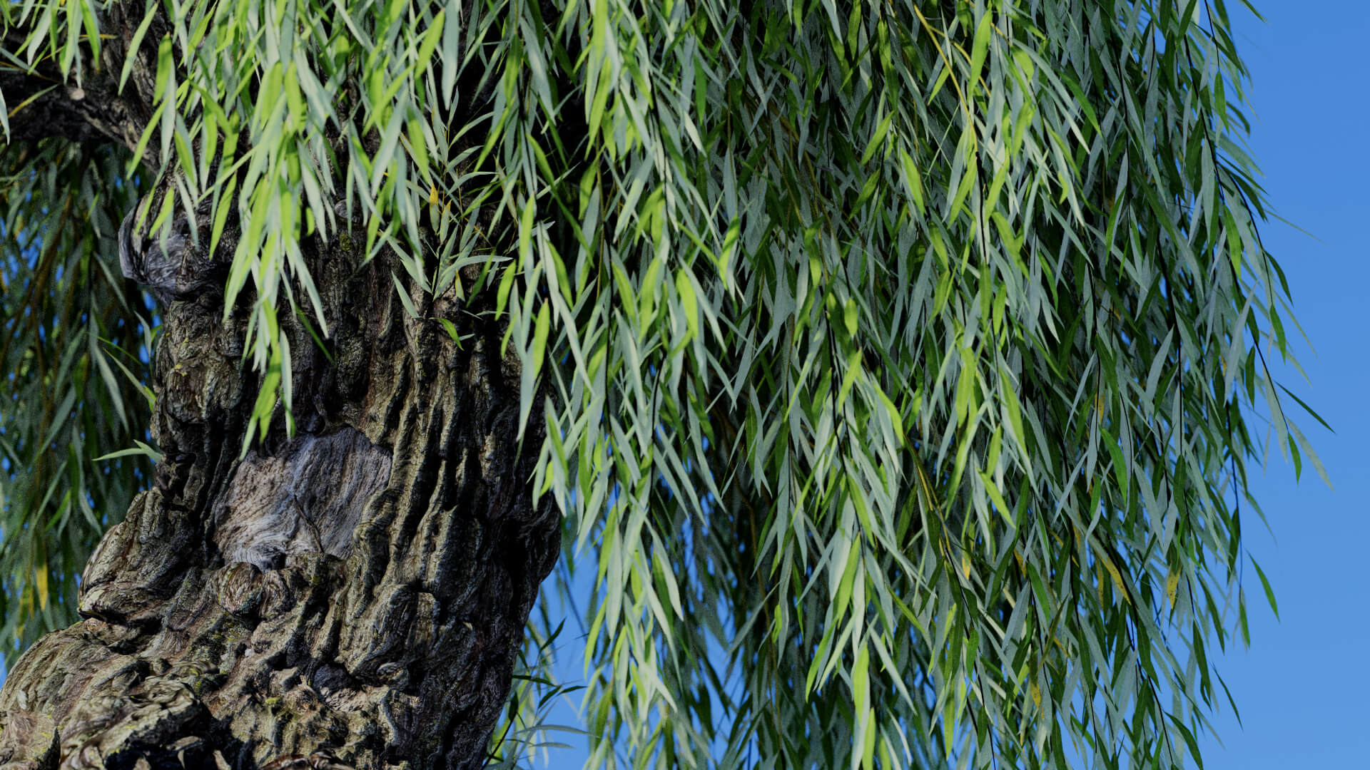 3D model of the Weeping willow pollarded Salix babylonica pollarded close-up