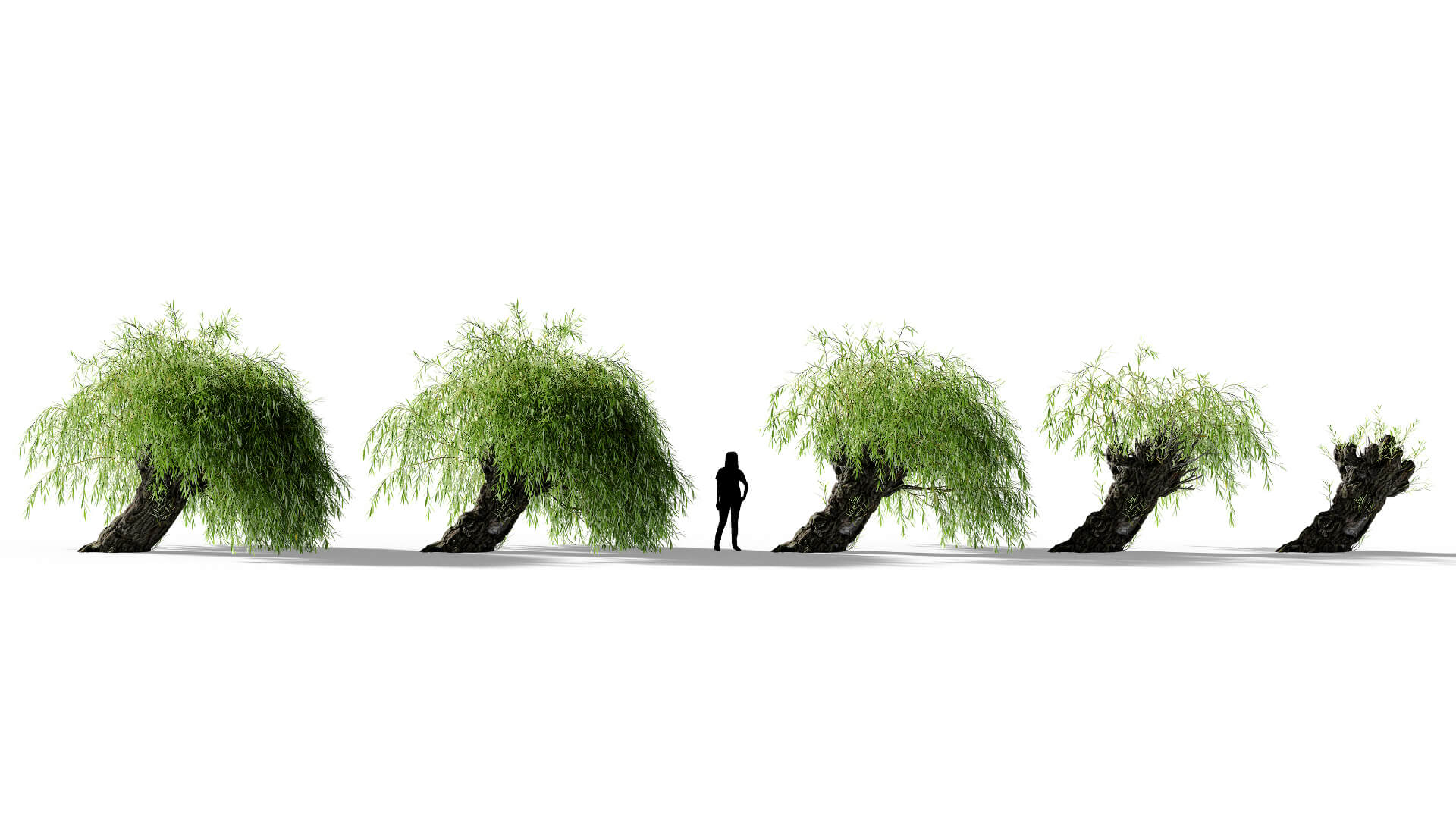 3D model of the Weeping willow pollarded Salix babylonica pollarded health variations