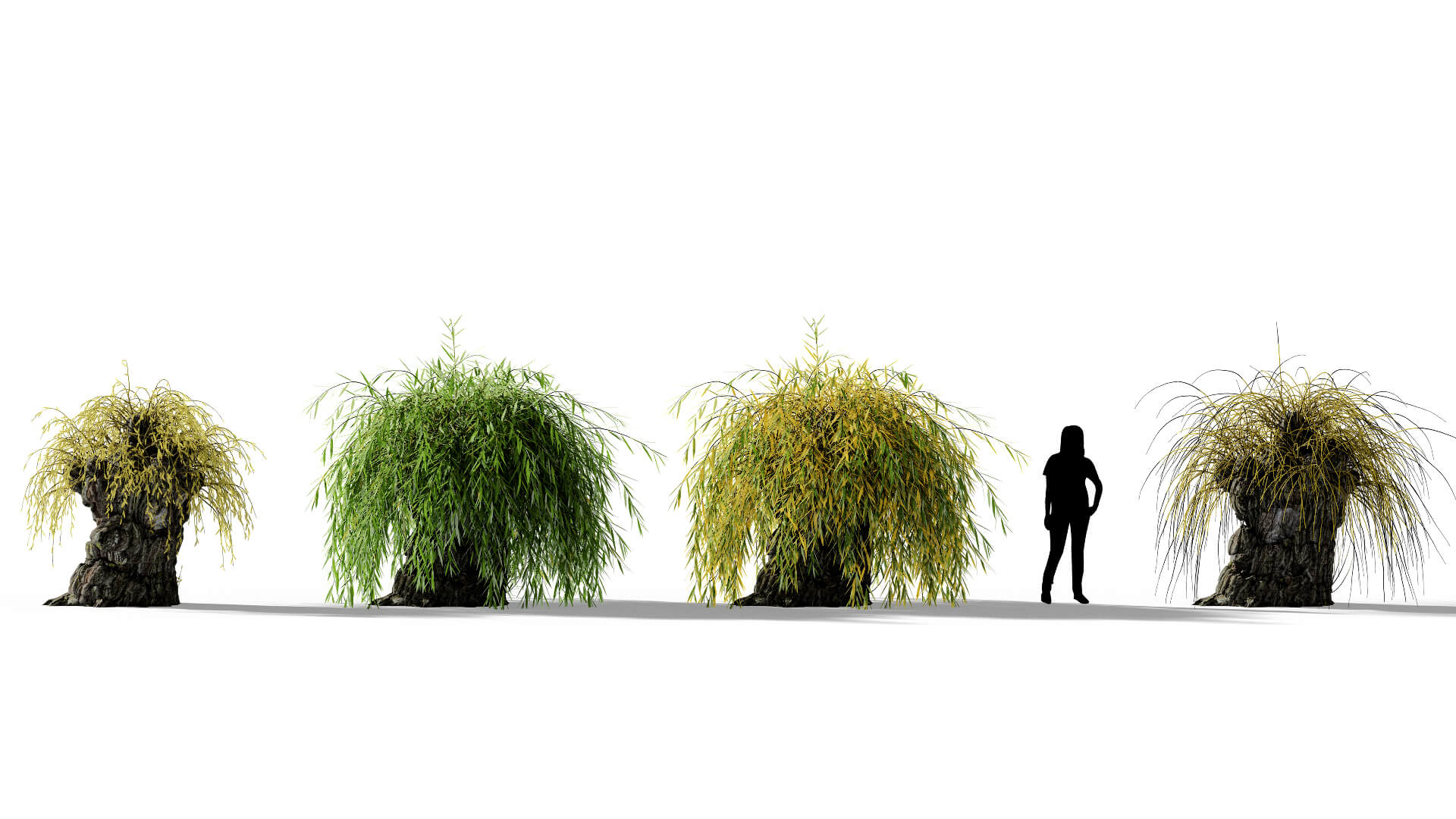3D model of the Weeping willow pollarded Salix babylonica pollarded season variations