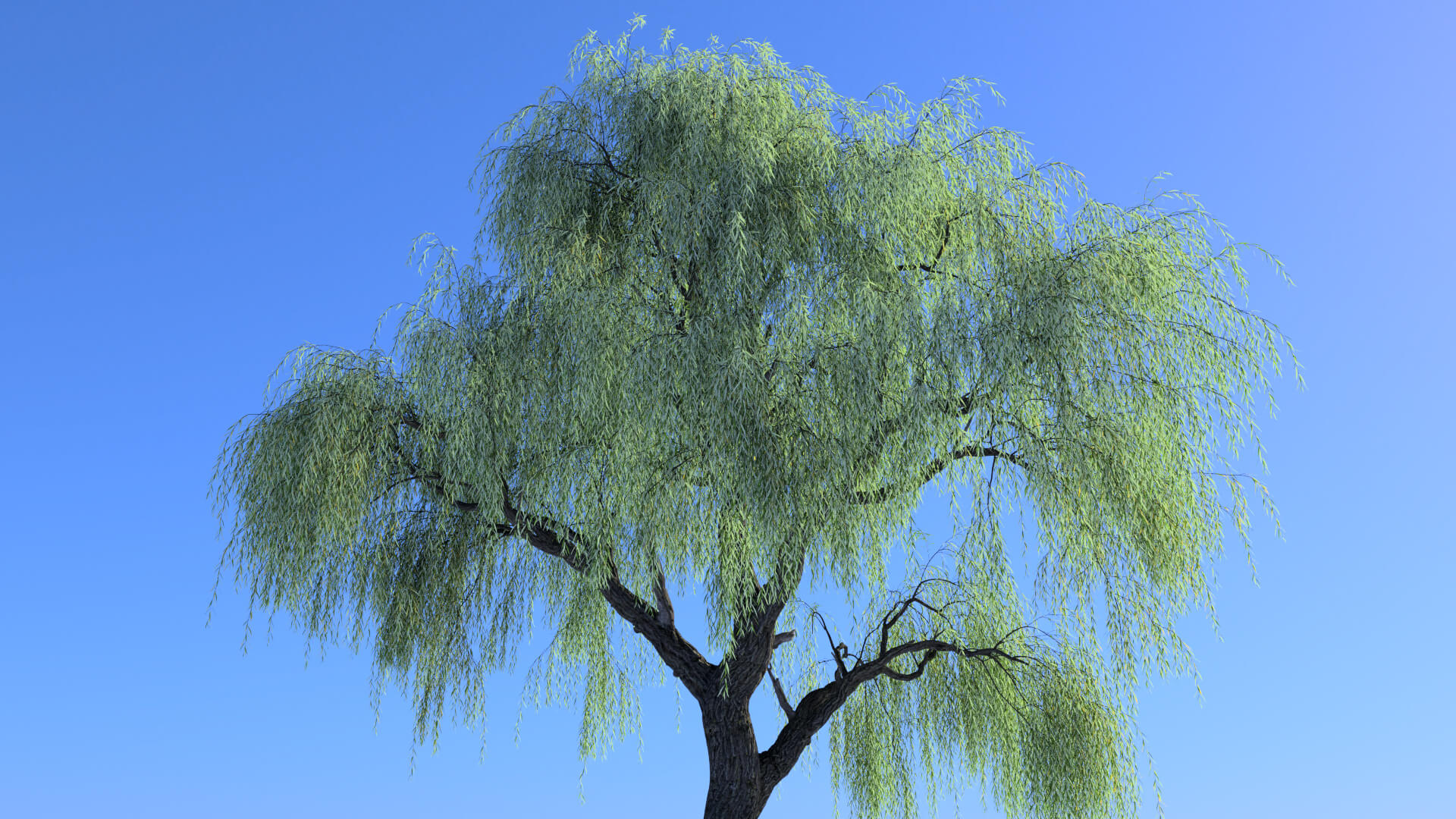 3D model of the Weeping willow Salix babylonica