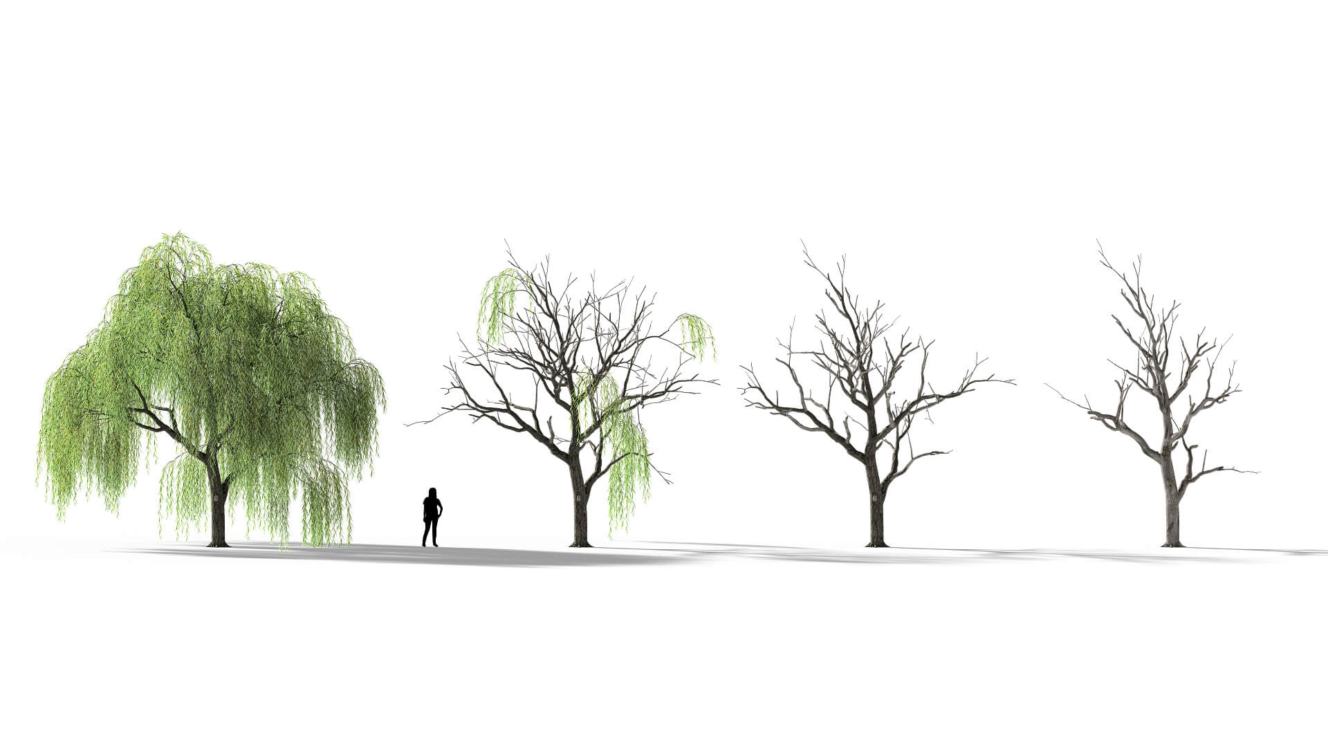 3D model of the Weeping willow Salix babylonica health variations