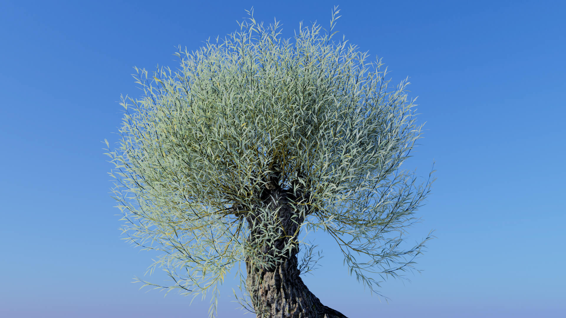 3D model of the White willow pollarded Salix alba pollarded