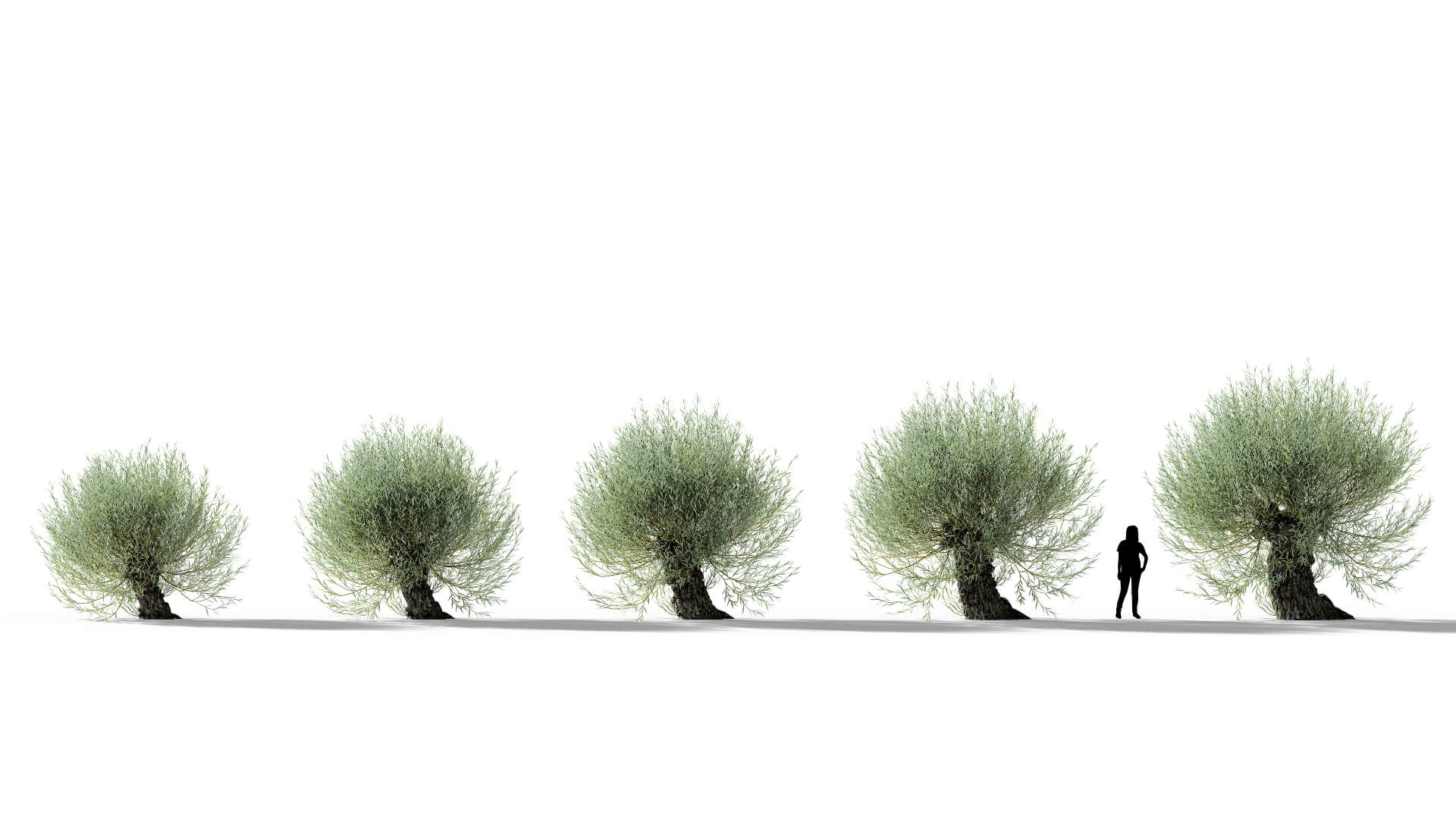 3D model of the White willow pollarded Salix alba pollarded maturity variations