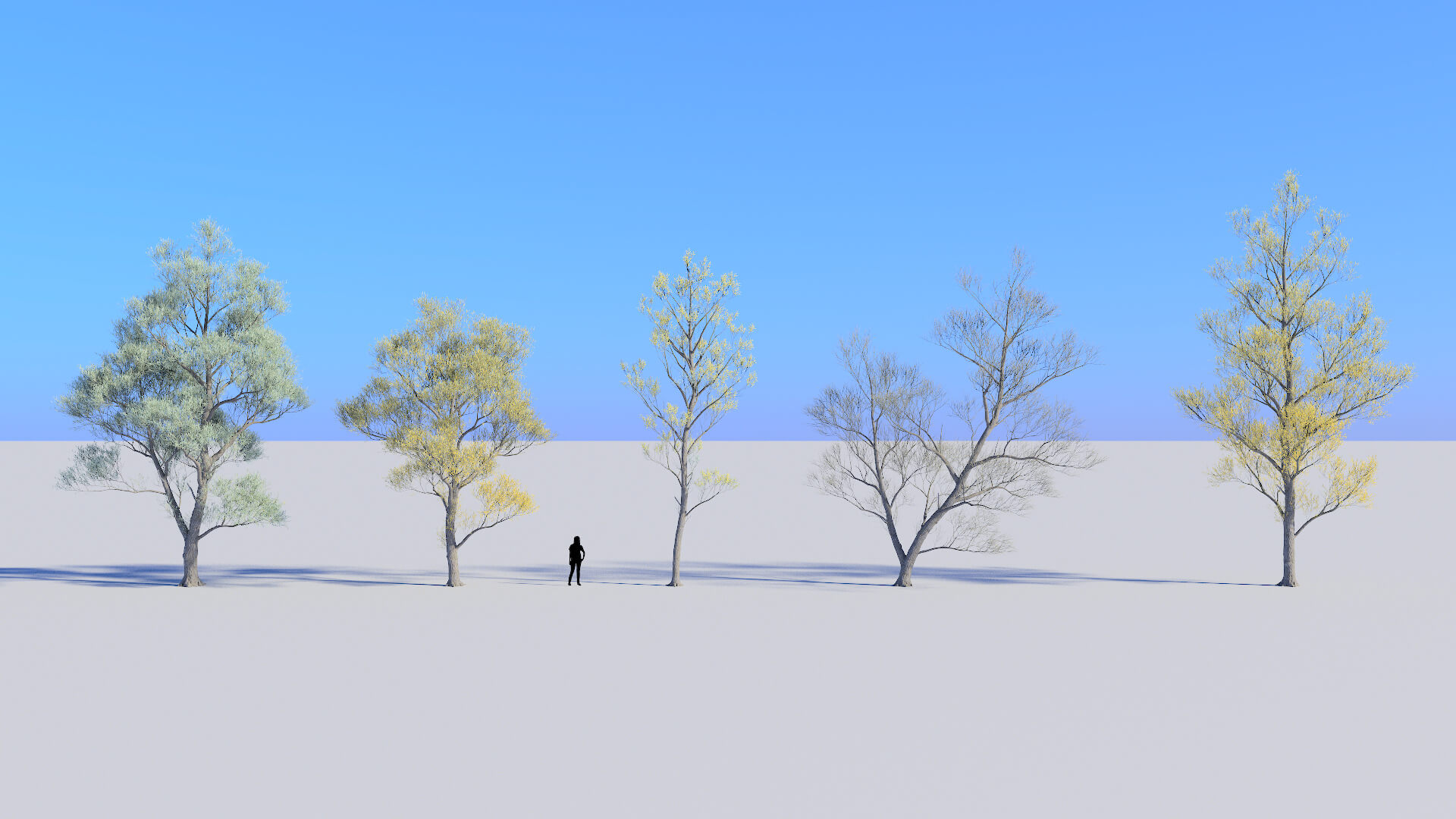 3D model of the White willow Salix alba