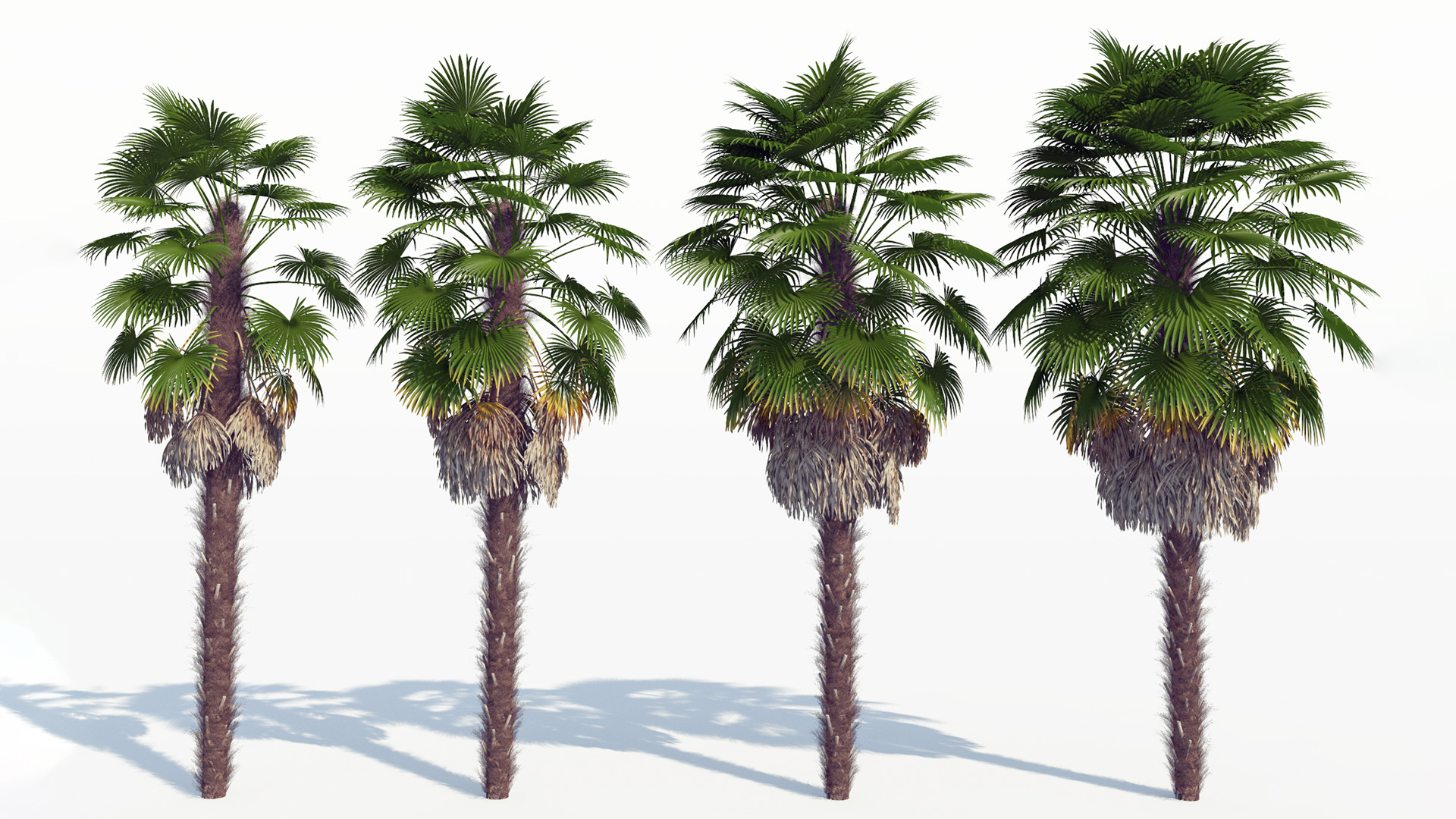 3D model of the Windmill palm Trachycarpus fortunei