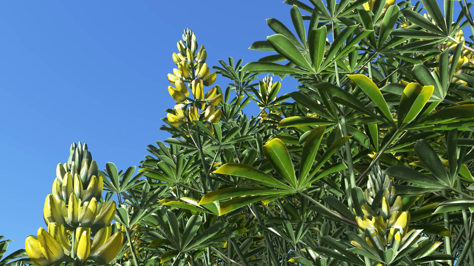 3D model of the Yellow bush lupine Lupinus arboreus close-up