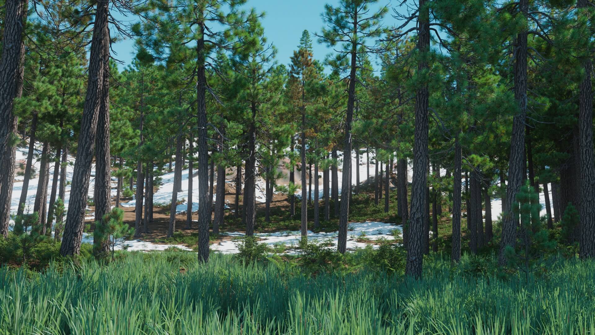 3D model of the Jeffrey pine forest Pinus jeffreyi forest